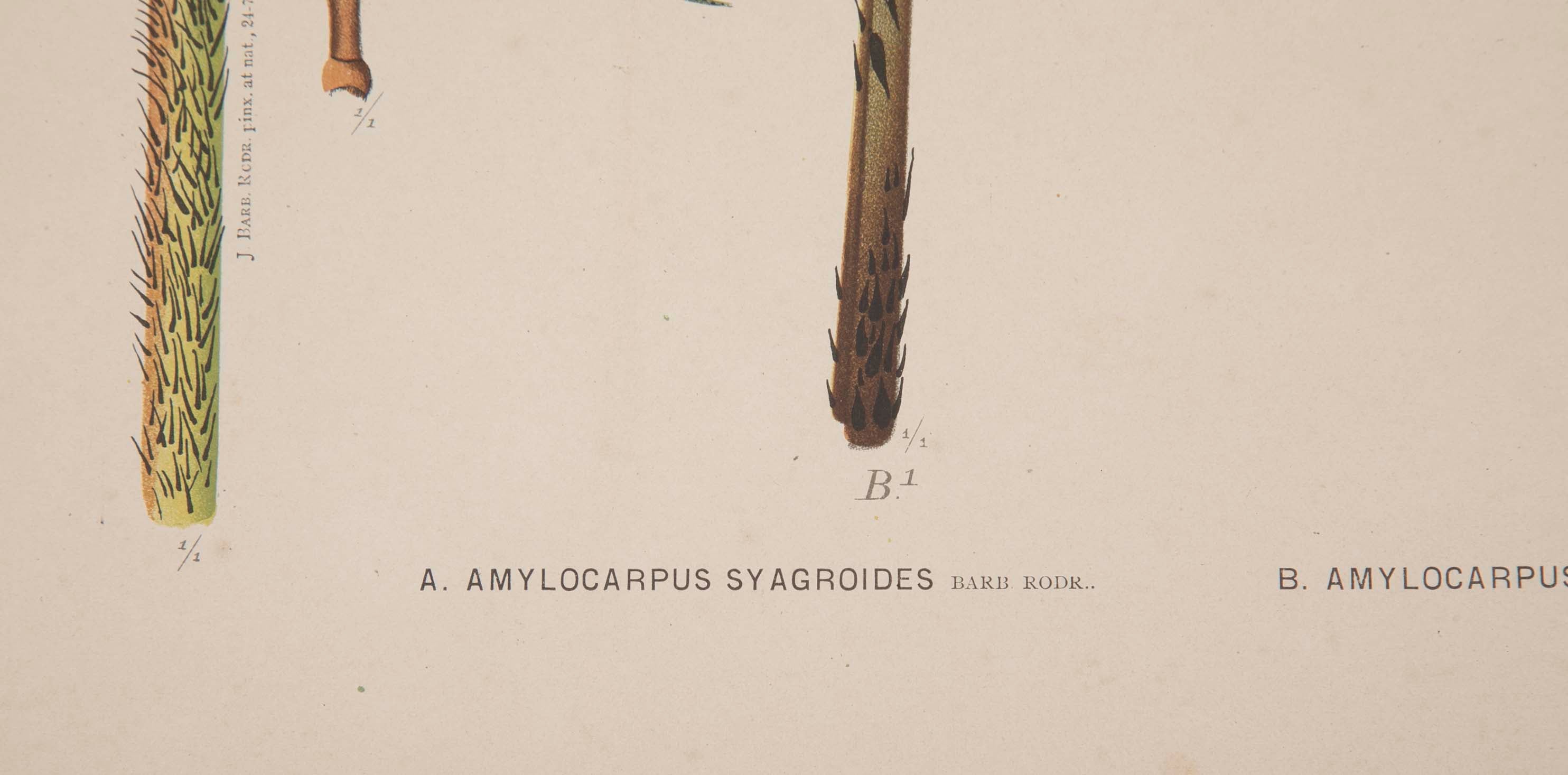 Chromolithographs of Brazilian Palms by Joao Barbosa Rodrigues