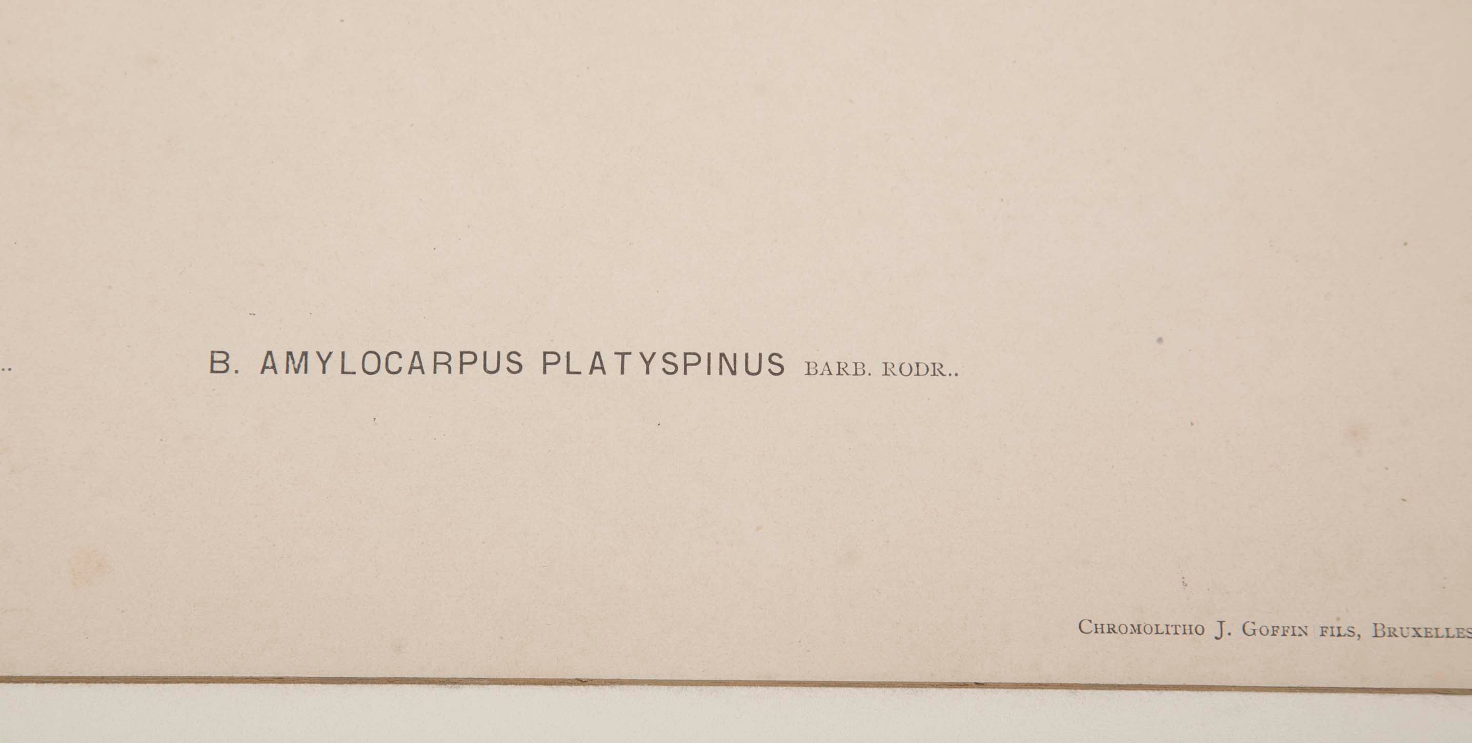 Chromolithographs of Brazilian Palms by Joao Barbosa Rodrigues