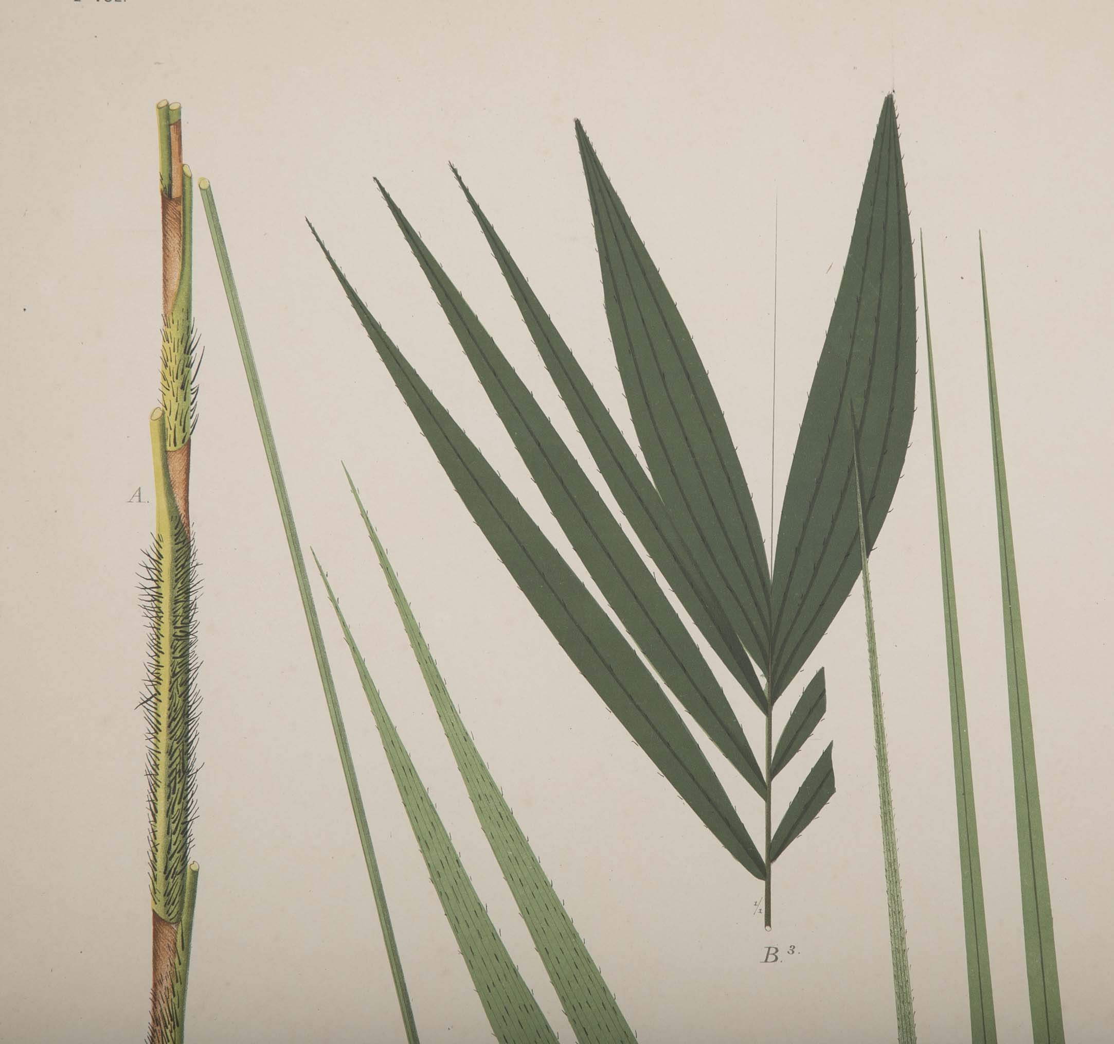 Chromolithographs of Brazilian Palms by Joao Barbosa Rodrigues