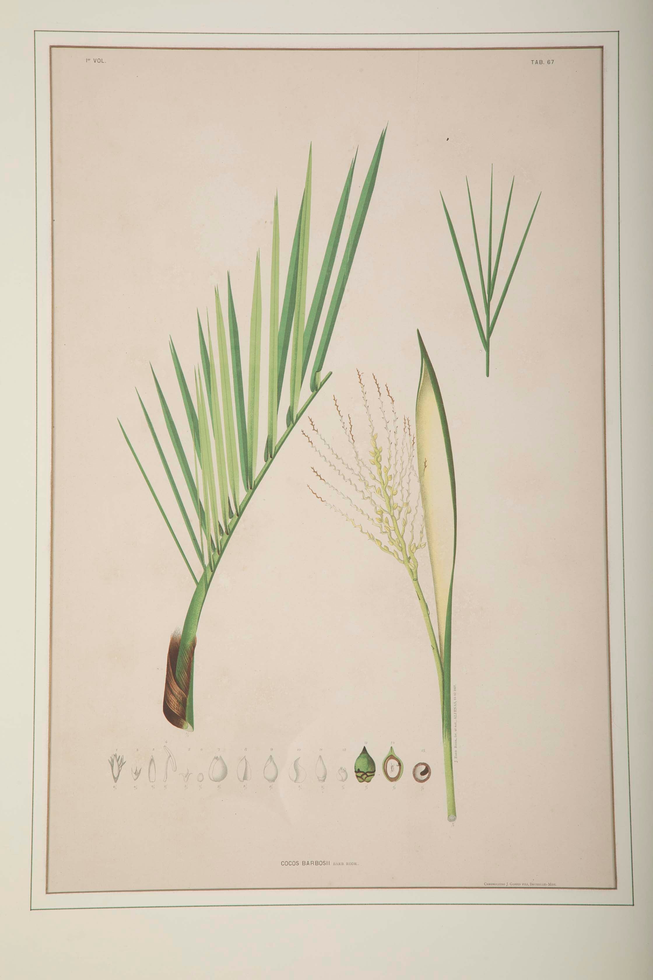 Chromolithographs of Brazilian Palms by Joao Barbosa Rodrigues