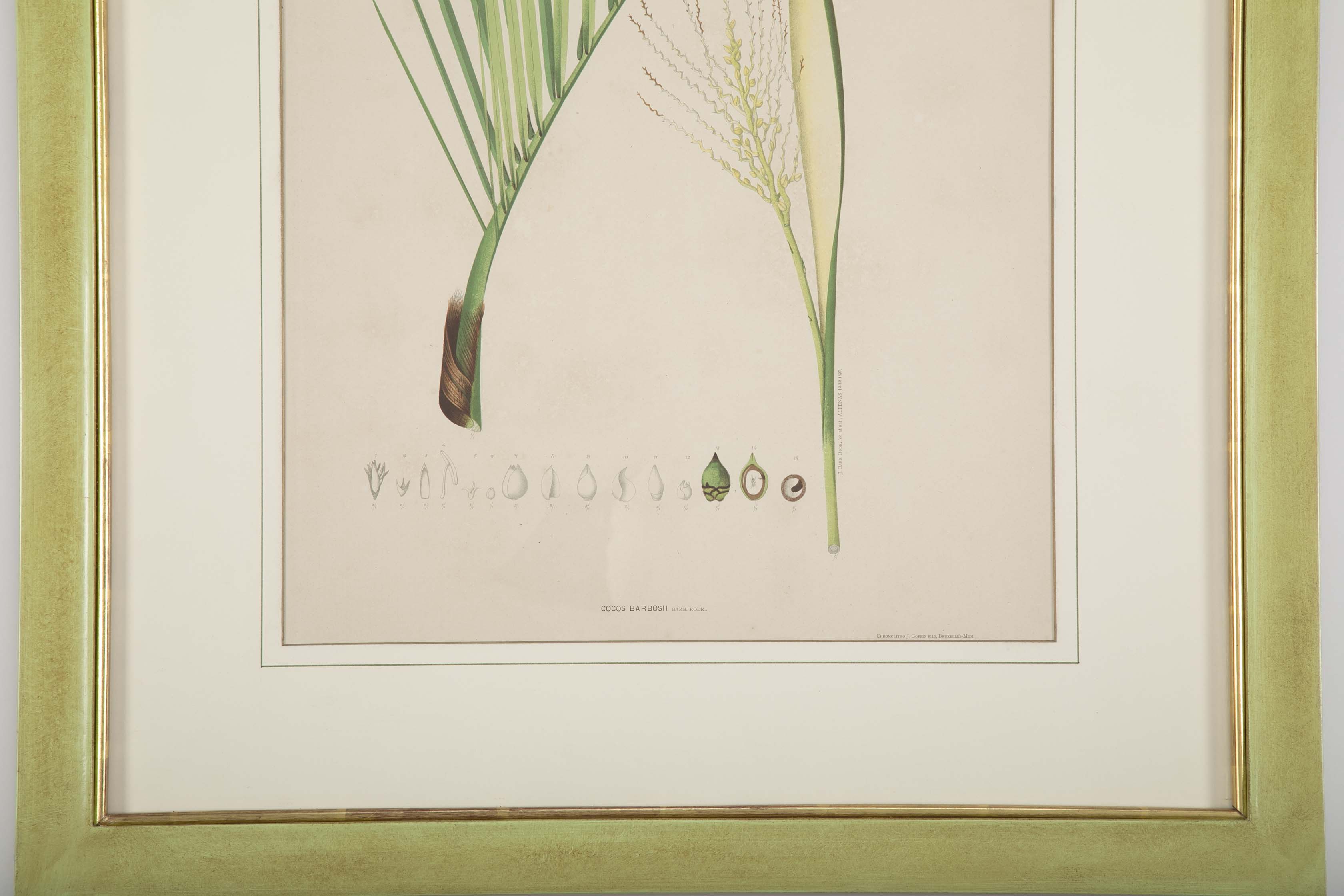Chromolithographs of Brazilian Palms by Joao Barbosa Rodrigues