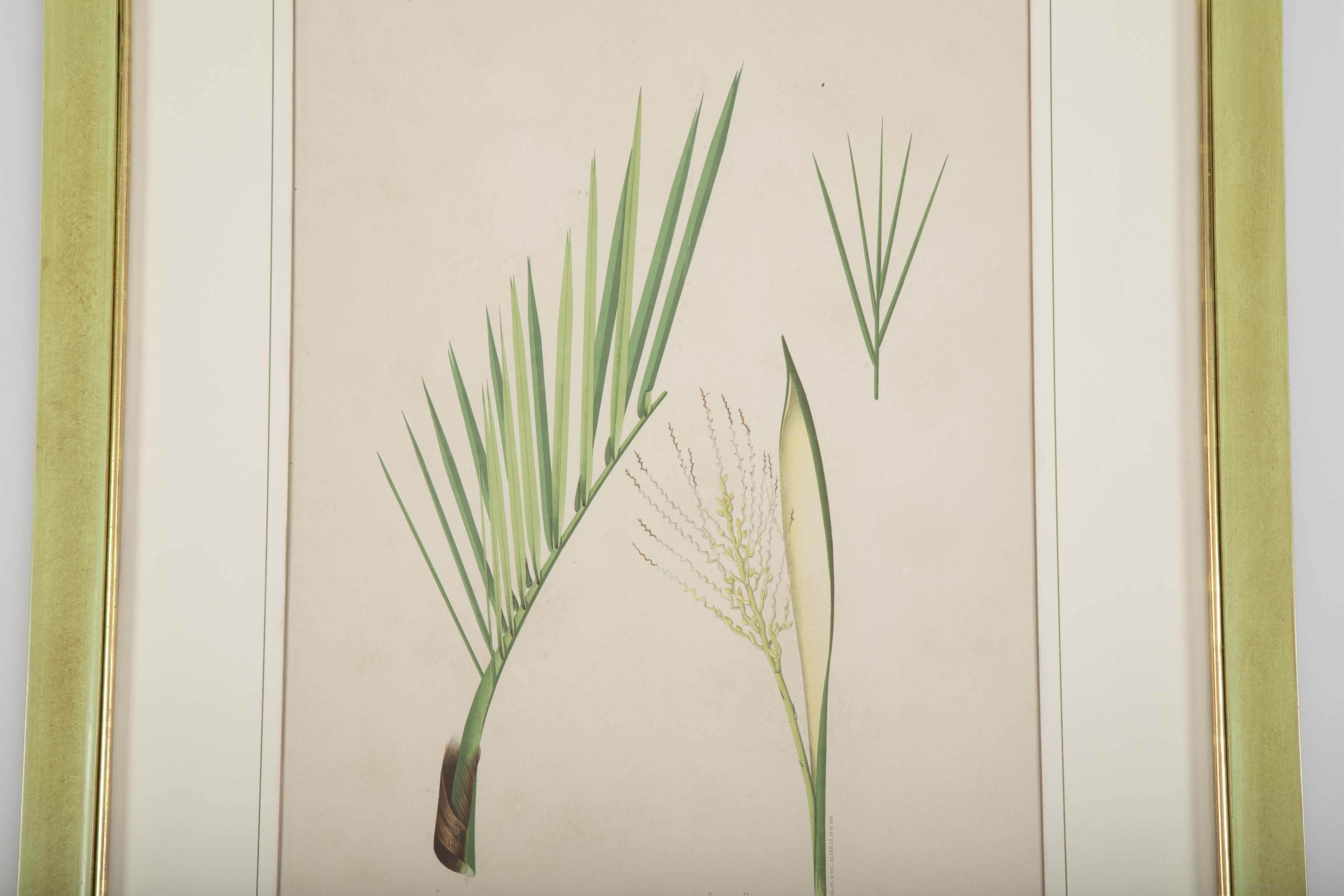 Chromolithographs of Brazilian Palms by Joao Barbosa Rodrigues