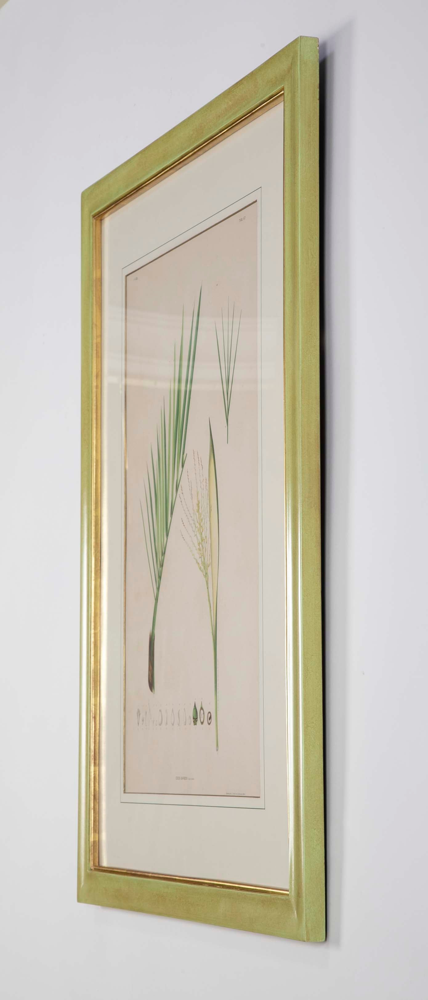 Chromolithographs of Brazilian Palms by Joao Barbosa Rodrigues