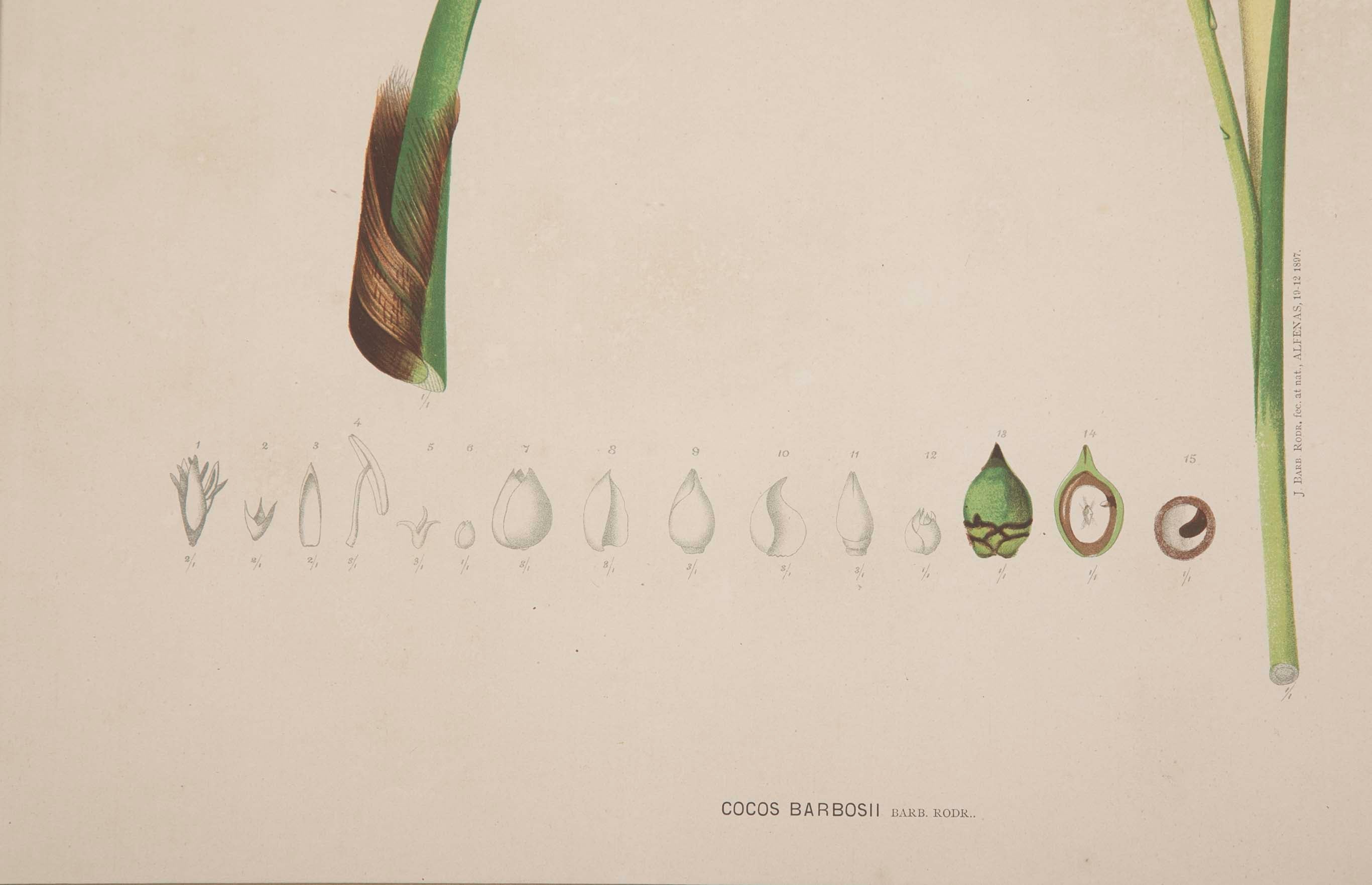 Chromolithographs of Brazilian Palms by Joao Barbosa Rodrigues