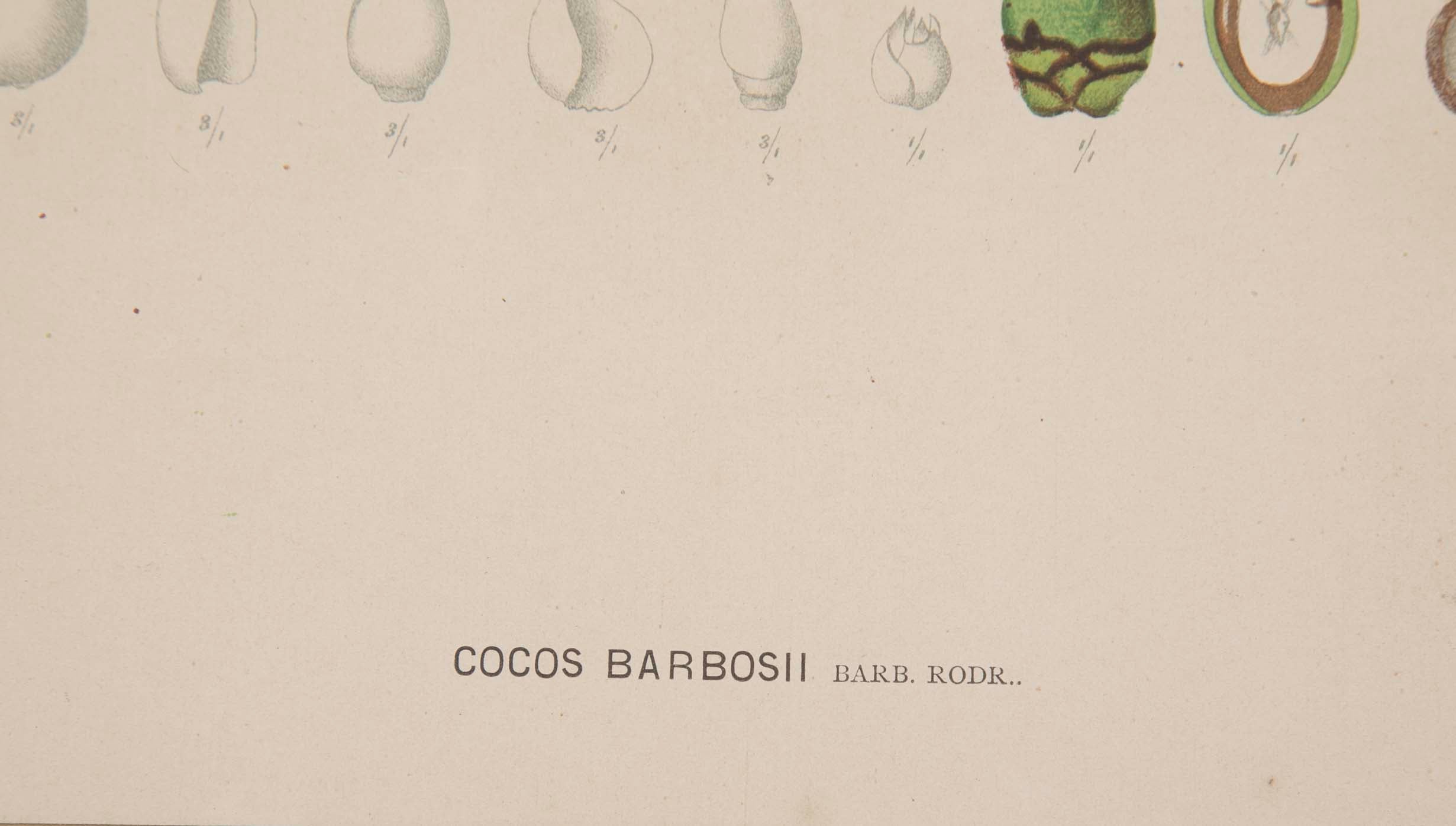 Chromolithographs of Brazilian Palms by Joao Barbosa Rodrigues