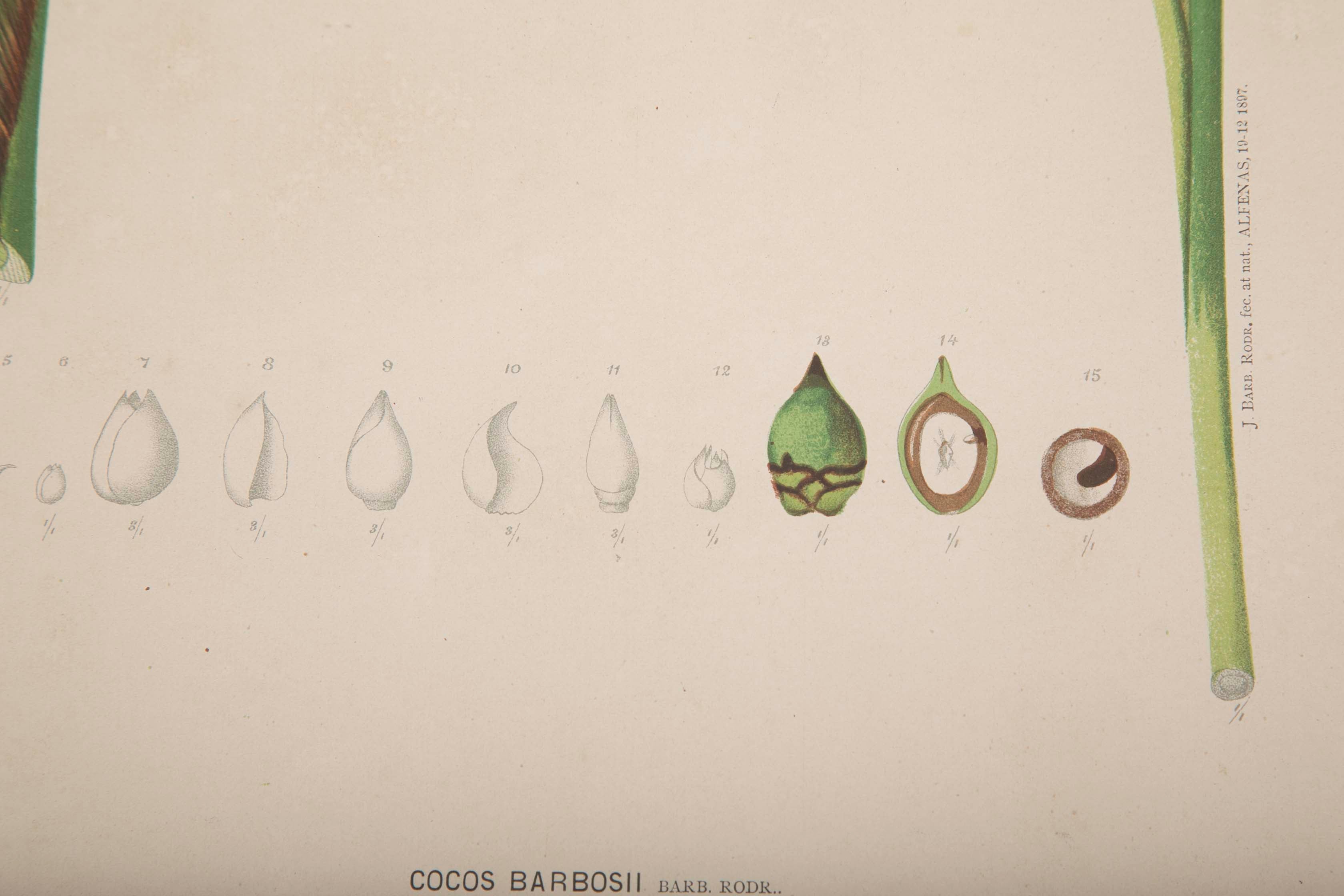 Chromolithographs of Brazilian Palms by Joao Barbosa Rodrigues