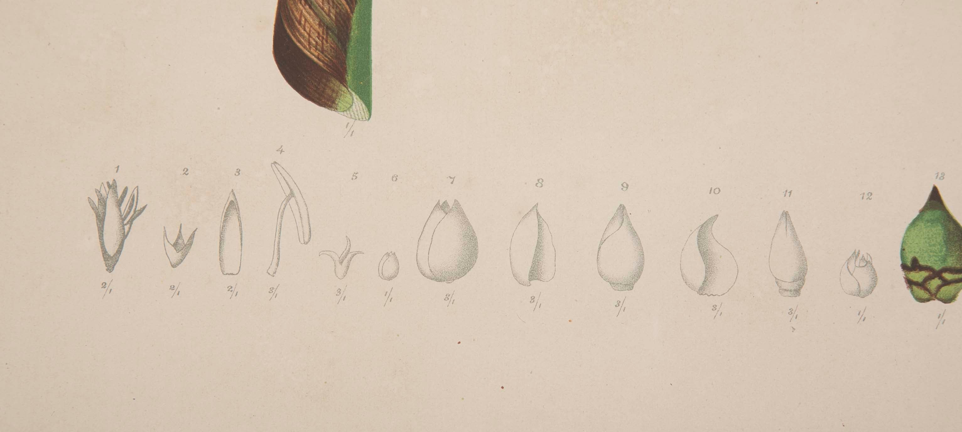 Chromolithographs of Brazilian Palms by Joao Barbosa Rodrigues