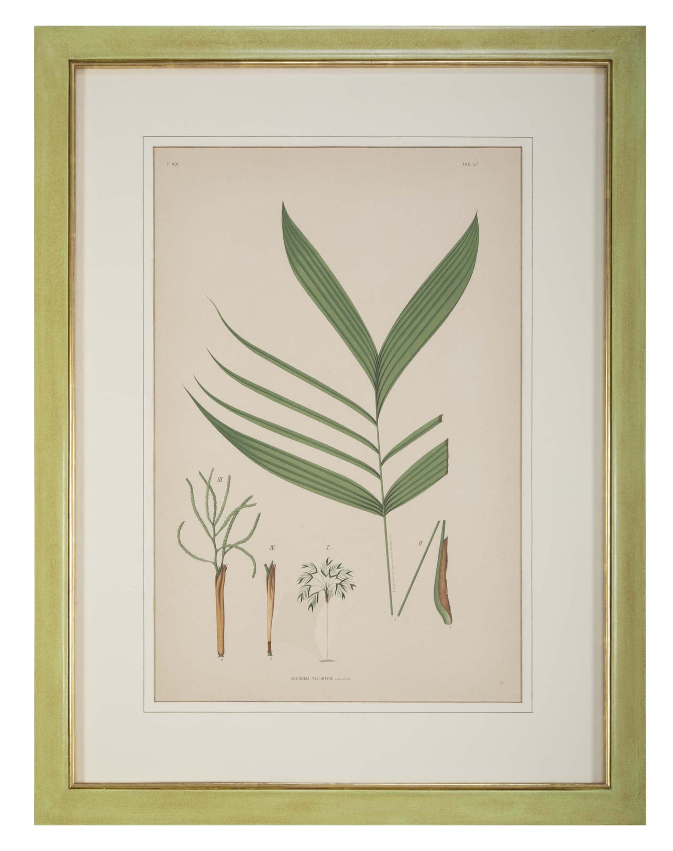 Chromolithographs of Brazilian Palms by Joao Barbosa Rodrigues
