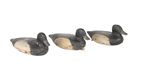 Set of 3 Bluebill Drake Decoy Rig Mates Attributed to Cassius Smith of Connecticut
