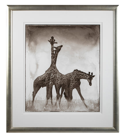 Suite of Three Photographs of Giraffes by Nick Brandt