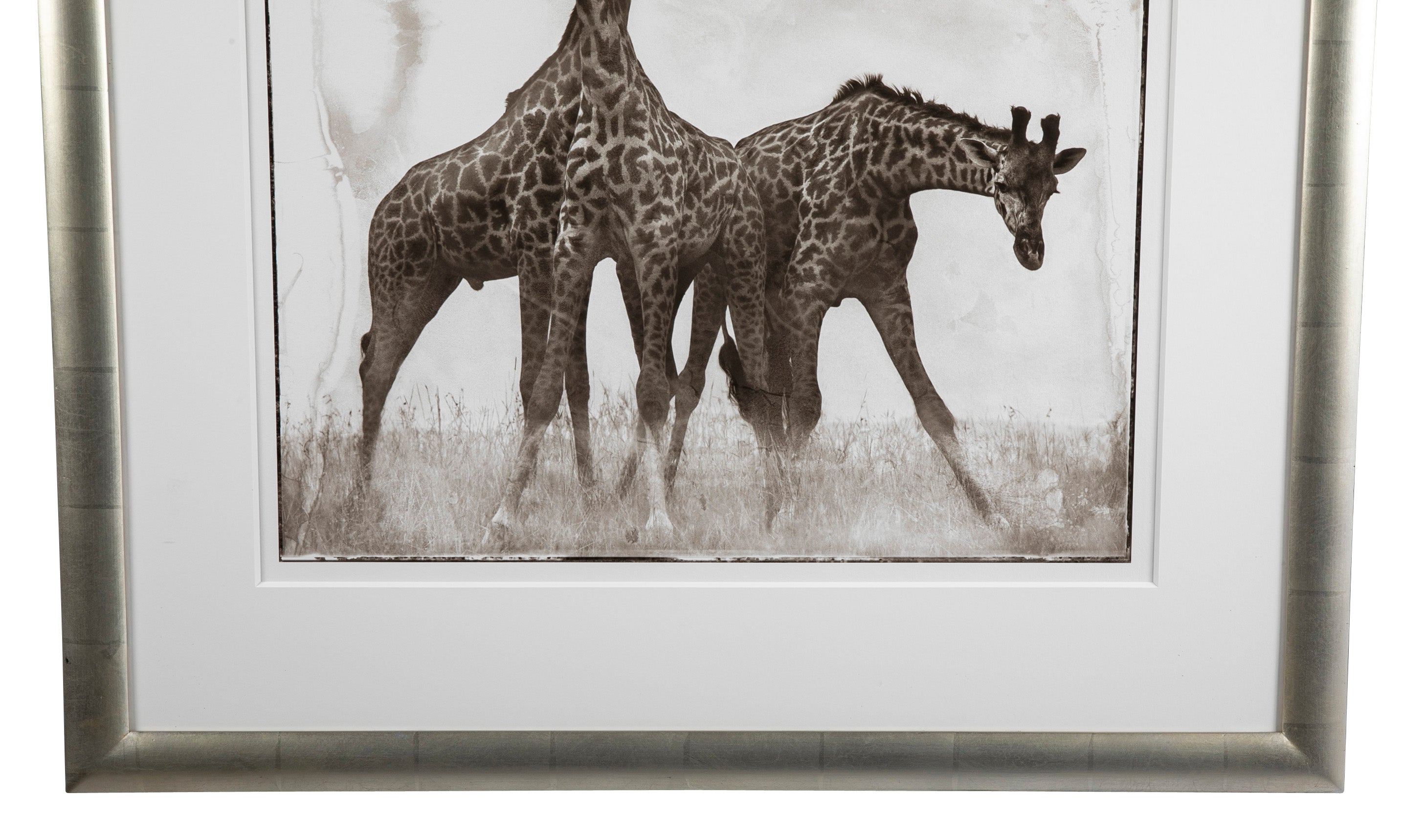Suite of Three Photographs of Giraffes by Nick Brandt