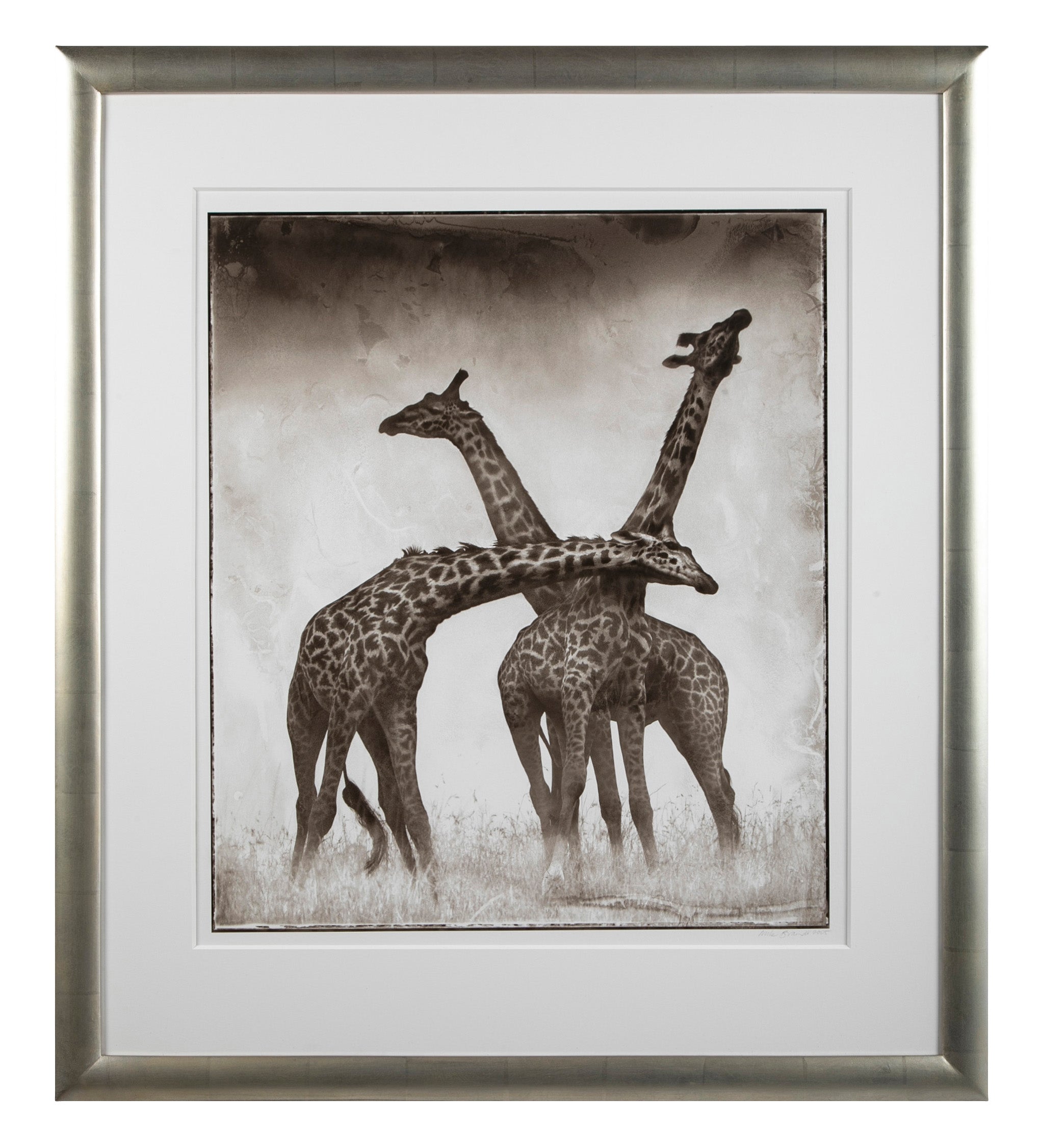 Suite of Three Photographs of Giraffes by Nick Brandt