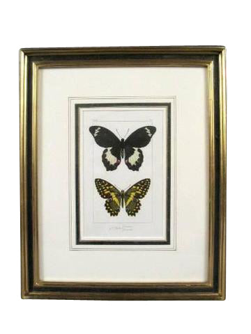 Engraving of Butterfly