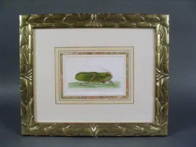 "Grasshopper" English Engraving by Nodder