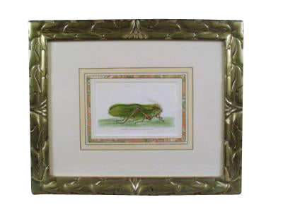 "Grasshopper" English Engraving by Nodder