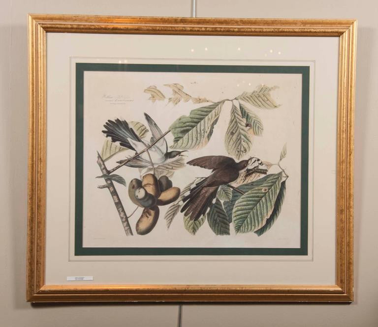 Audubon Print of the Yellow-Billed Cuckoo