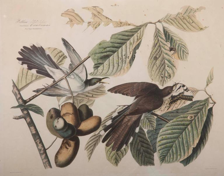 Audubon Print of the Yellow-Billed Cuckoo