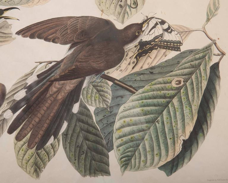 Audubon Print of the Yellow-Billed Cuckoo