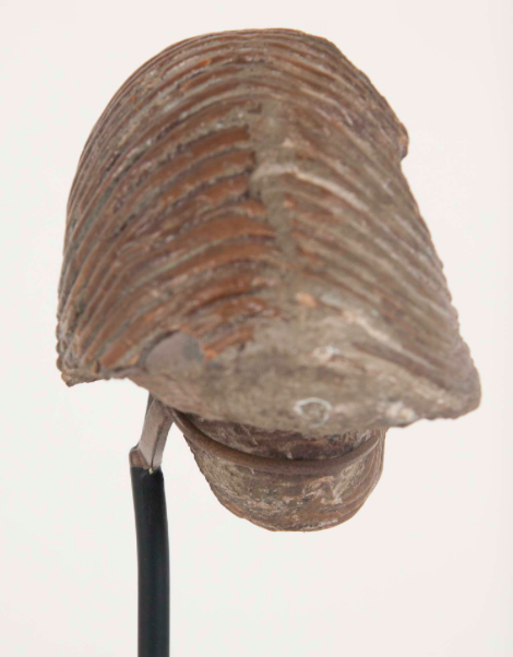 Crinoid Fossil