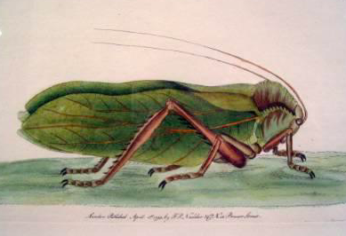 "Grasshopper" English Engraving by Nodder