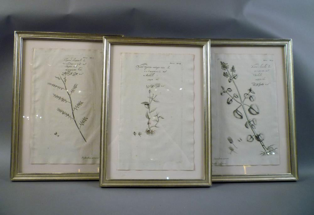 Set of Three Botanicals by Dutch Botanist Hendrik Adriaan Van Rheede