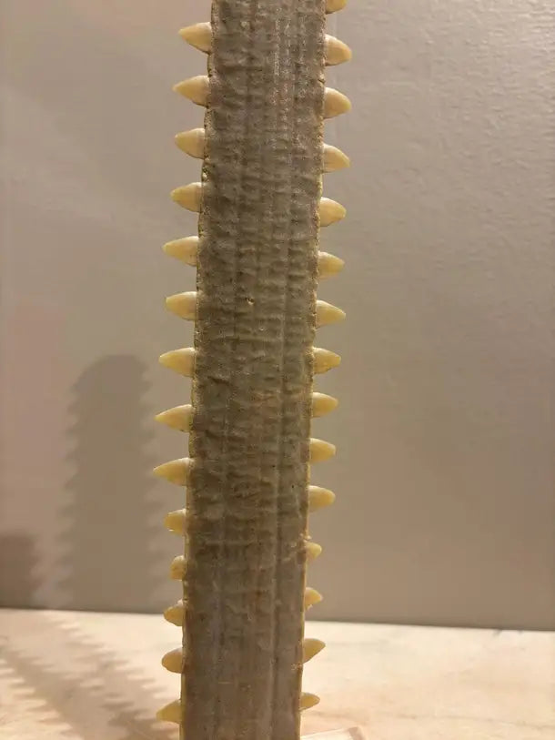 Mid-Century Modern Sawfish Bill on Lucite Base