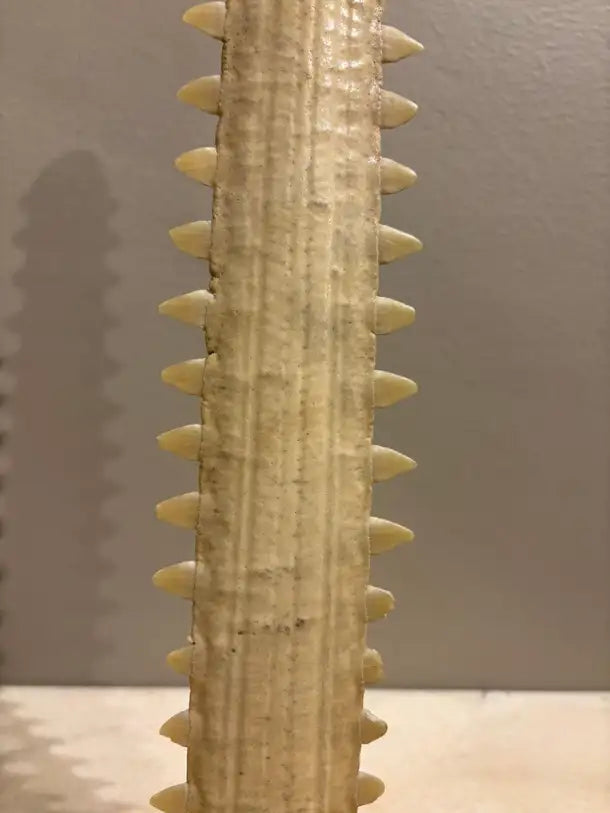Mid-Century Modern Sawfish Bill on Lucite Base