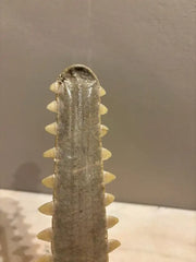 Mid-Century Modern Sawfish Bill on Lucite Base