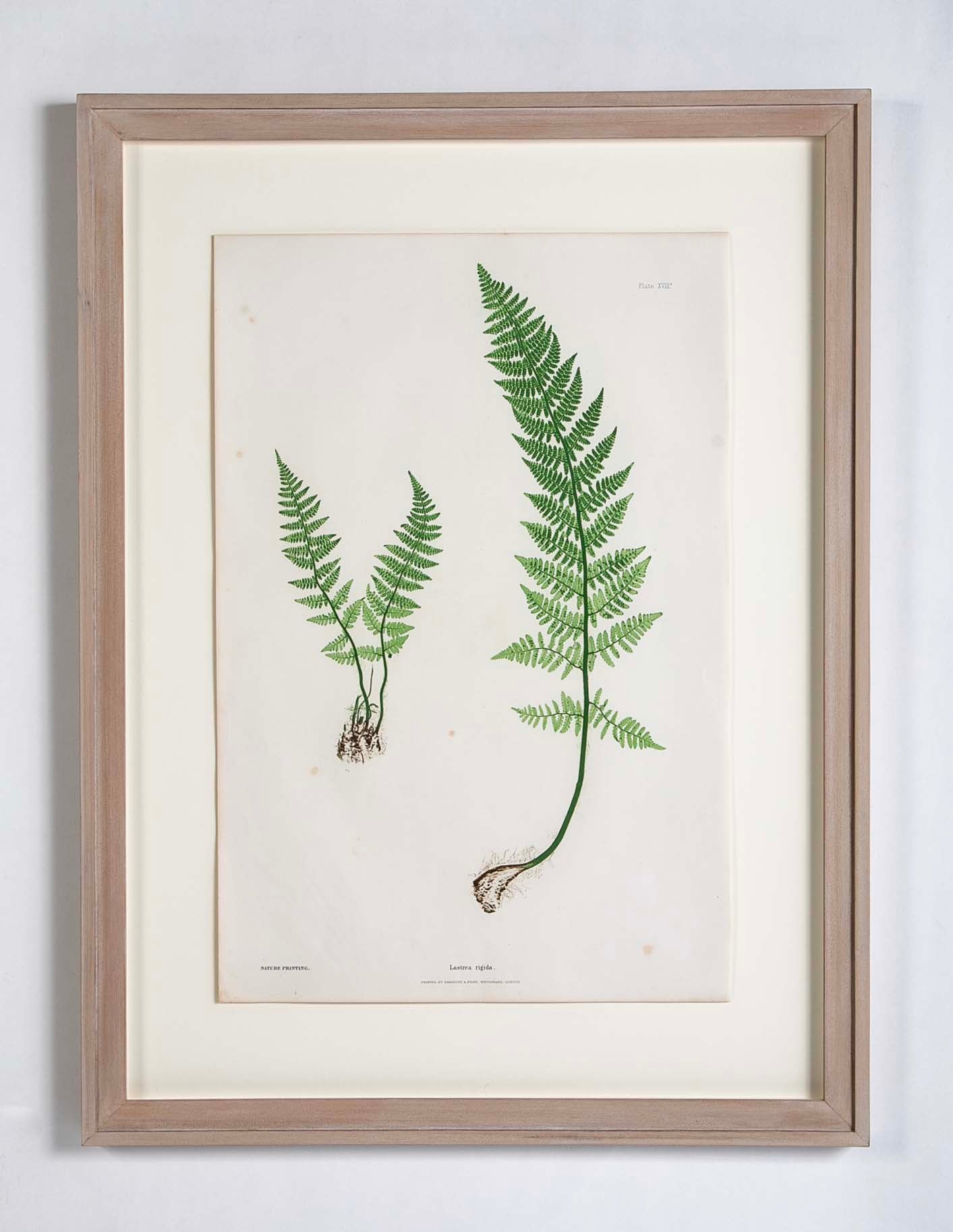Thomas Moore Print from "The Ferns of Great Britain and Ireland" in Custom Cedar Frame