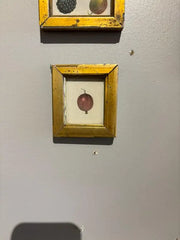 Group of Ten 19th Century Hand Colored Fruit Botanicals in Gilt Wood Frames