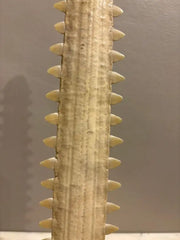 Mid-Century Modern Sawfish Bill on Lucite Base