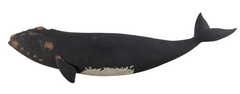 Roger Mitchell Carved and Painted Right Whale Plaque