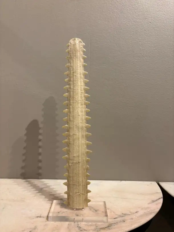Mid-Century Modern Sawfish Bill on Lucite Base