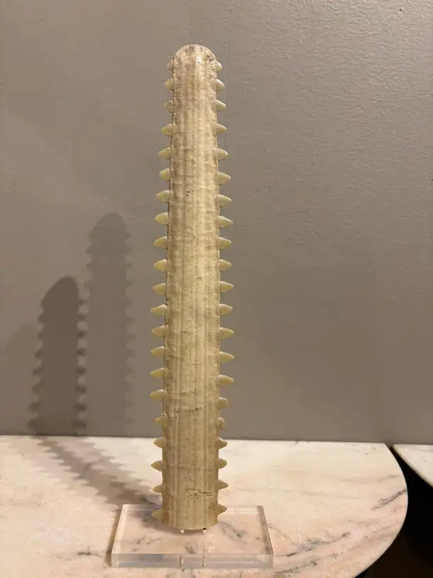 Mid-Century Modern Sawfish Bill on Lucite Base