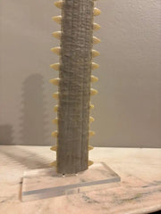 Mid-Century Modern Sawfish Bill on Lucite Base