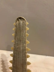 Mid-Century Modern Sawfish Bill on Lucite Base