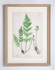 Thomas Moore Print from "The Ferns of Great Britain and Ireland" in Custom Cedar Frame