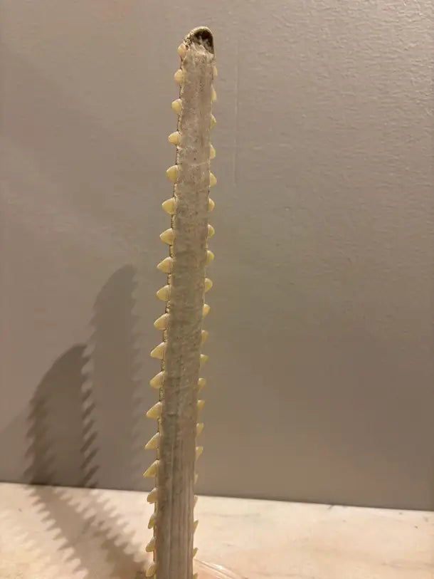 Mid-Century Modern Sawfish Bill on Lucite Base