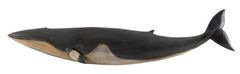 Roger Mitchell Carved and Painted Minke Whale Plaque
