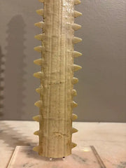 Mid-Century Modern Sawfish Bill on Lucite Base