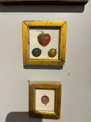 Group of Ten 19th Century Hand Colored Fruit Botanicals in Gilt Wood Frames