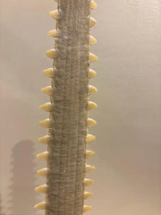Mid-Century Modern Sawfish Bill on Lucite Base