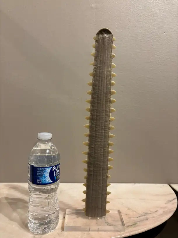 Mid-Century Modern Sawfish Bill on Lucite Base