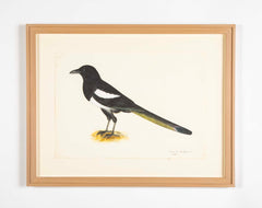 Offset Lithograph of "Magpie, PL 16" from the "The  Great Bird Book" by Olof Rudbeck The Younger