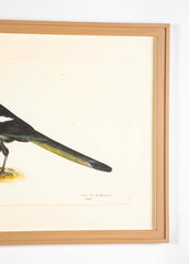 Offset Lithograph of "Magpie, PL 16" from the "The  Great Bird Book" by Olof Rudbeck The Younger