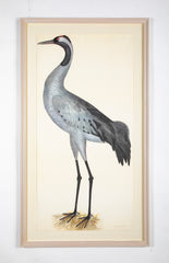 Offset Lithograph of "Common Crane, PL 2"  from the "The  Great Bird Book" by Olof Rudbeck The Younger