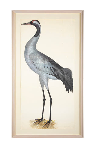 Offset Lithograph of "Common Crane, PL 2"  from the "The  Great Bird Book" by Olof Rudbeck The Younger