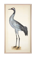 Offset Lithograph of "Common Crane, PL 2"  from the "The  Great Bird Book" by Olof Rudbeck The Younger