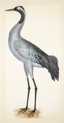 Offset Lithograph of "Common Crane, PL 2"  from the "The  Great Bird Book" by Olof Rudbeck The Younger