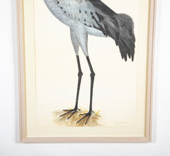 Offset Lithograph of "Common Crane, PL 2"  from the "The  Great Bird Book" by Olof Rudbeck The Younger